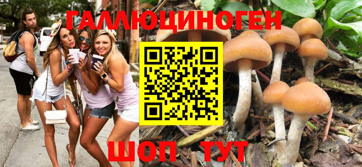 Галлюциногенные грибы MAGIC MUSHROOMS  Вход с VPN  Новозыбков 